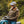 Load image into Gallery viewer, “Swedish” Army Green Motorcycle Waxed Canvas Jacket
LIMITED EDITION 50 pcs worldwide

