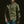 Load image into Gallery viewer, The Ojai Jacket in Olive
